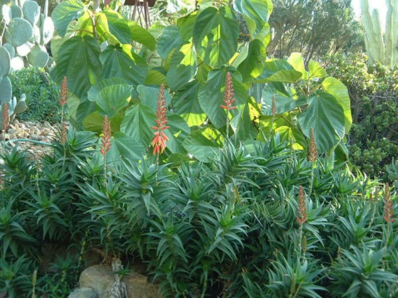 Aloiampelos gracilis (Rocket Aloe) aka Aloe gracilis