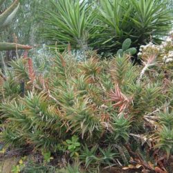 Aloiampelos gracilis (Rocket Aloe) aka Aloe gracilis