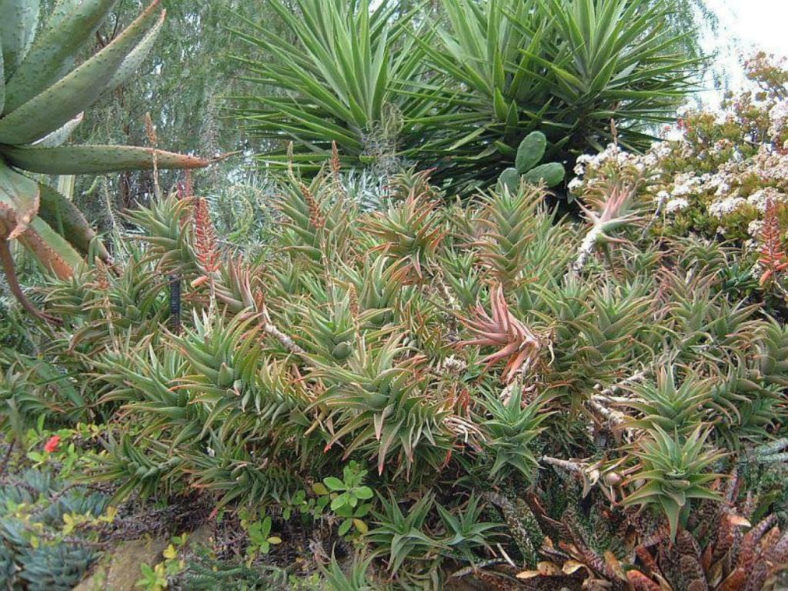 Aloiampelos gracilis (Rocket Aloe) aka Aloe gracilis