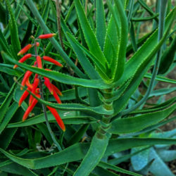 Aloiampelos gracilis (Rocket Aloe) aka Aloe gracilis