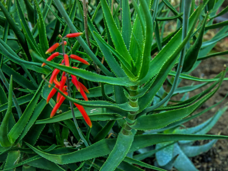 Aloiampelos gracilis (Rocket Aloe) aka Aloe gracilis
