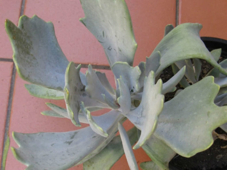 Cotyledon orbiculata var. oblonga 'Takbok'