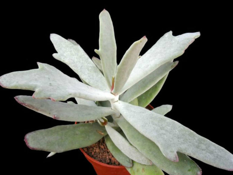 Cotyledon orbiculata var. oblonga 'Takbok'