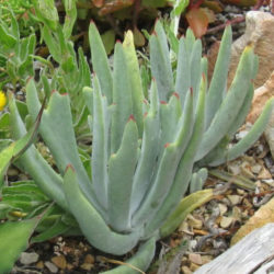Cotyledon orbiculata var. oblonga 'Takbok'