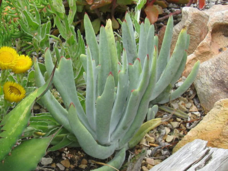 Cotyledon orbiculata var. oblonga 'Takbok'