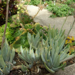 Cotyledon orbiculata var. oblonga 'Takbok'