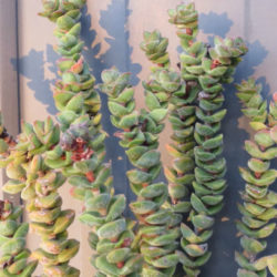 Crassula 'Jade Tower'