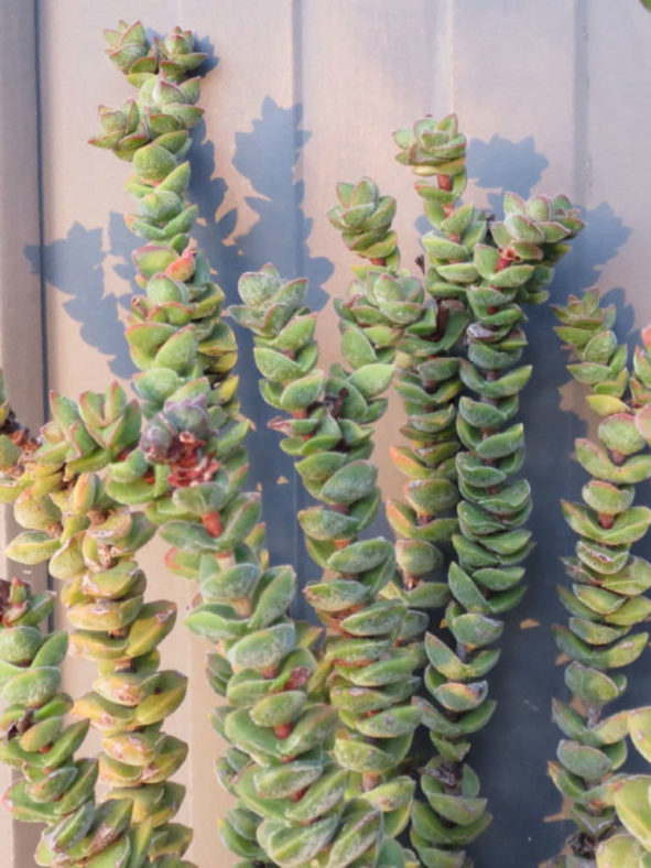 Crassula 'Jade Tower'