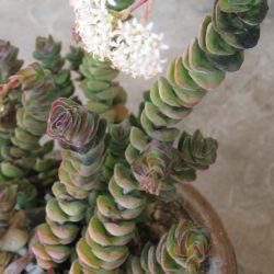 Crassula 'Jade Tower'