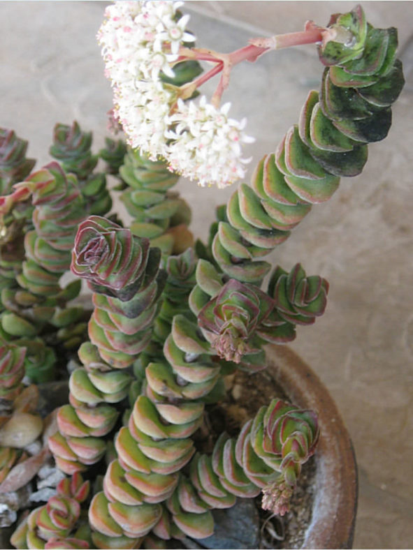 Crassula 'Jade Tower'