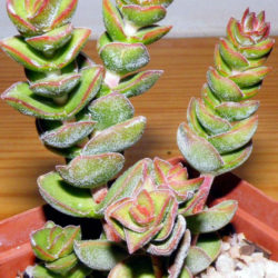 Crassula 'Jade Tower'