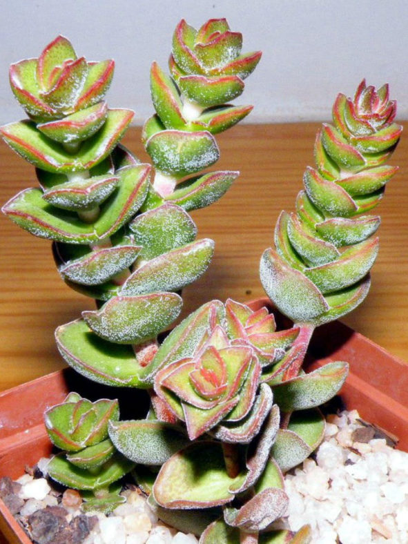 Crassula 'Jade Tower'