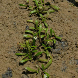 Crassula natans var. minus