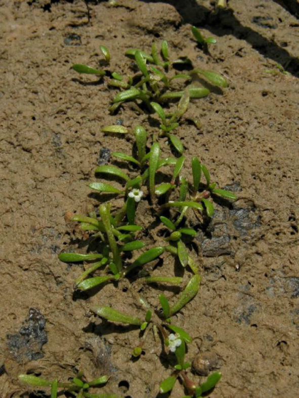 Crassula natans var. minus