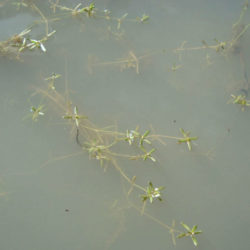 Crassula natans var. minus