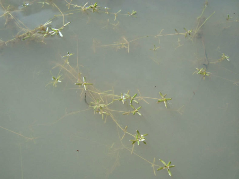 Crassula natans var. minus