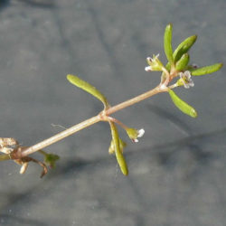 Crassula natans var. minus