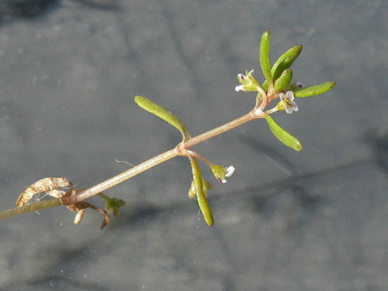 Crassula natans var. minus