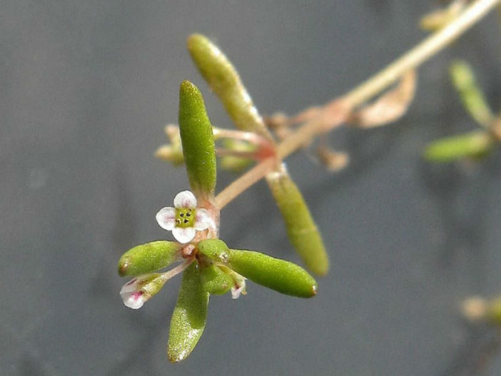 Crassula natans var. minus