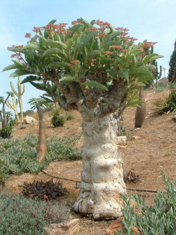 Cyphostemma juttae - Wild Grape