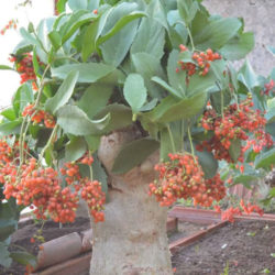 Cyphostemma juttae - Wild Grape