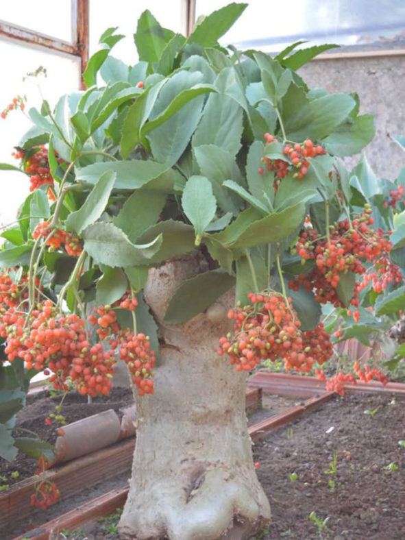 Cyphostemma juttae - Wild Grape