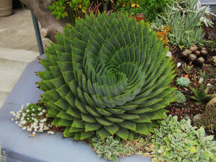 Design with Succulents (Aloe polyphylla)
