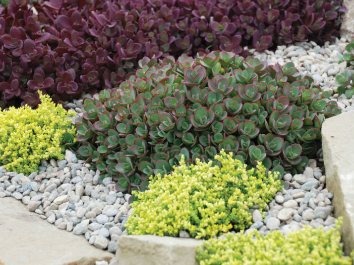  اربع طرق للتصميم باستخدام العصارة Design-with-Succulents2-Sedum-702x527