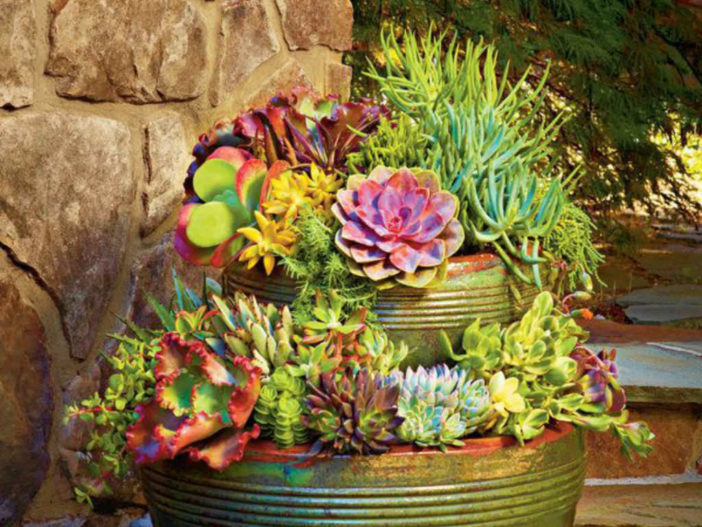  اربع طرق للتصميم باستخدام العصارة Design-with-Succulents4-702x527