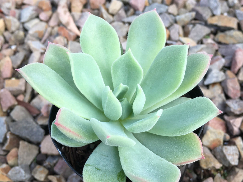 Echeveria 'Haageana' - Green Goddess