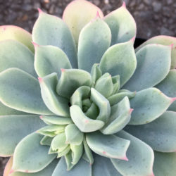 Echeveria 'Haageana' - Green Goddess