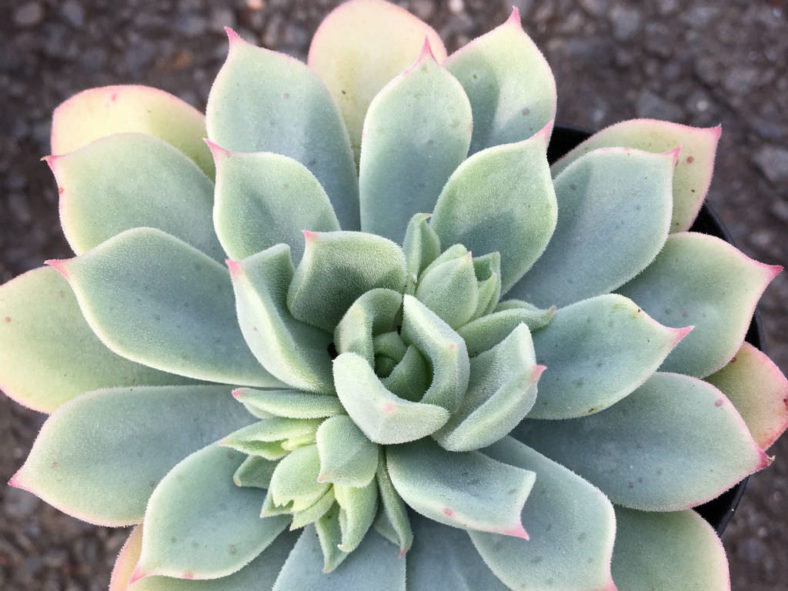Echeveria 'Haageana' - Green Goddess