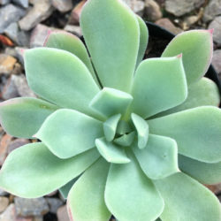 Echeveria 'Haageana' - Green Goddess