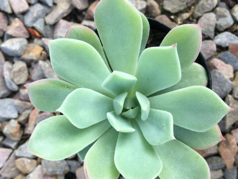 Echeveria 'Haageana' - Green Goddess