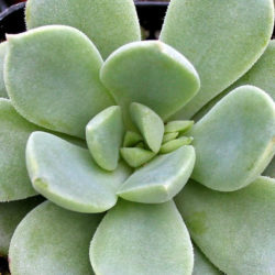 Echeveria 'Haageana' - Green Goddess