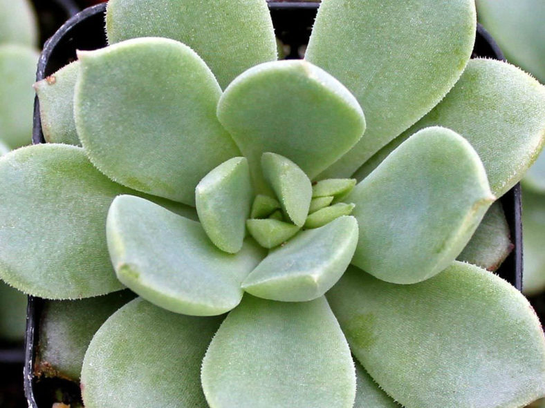 Echeveria 'Haageana' - Green Goddess