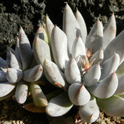 Echeveria tolimanensis