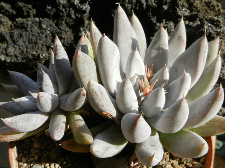 Echeveria tolimanensis