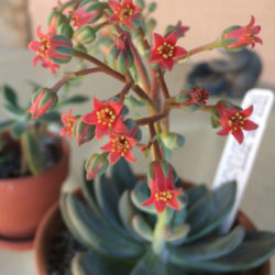 Echeveria tolimanensis - World of Succulents