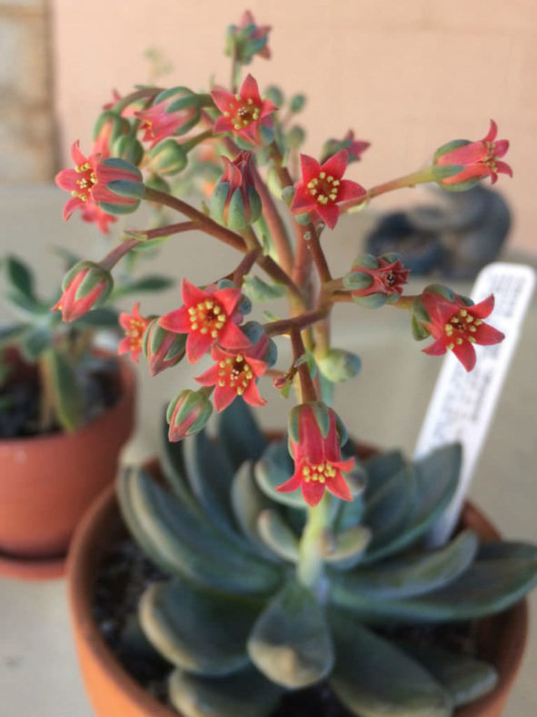 Echeveria tolimanensis