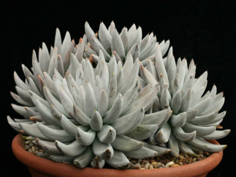 Echeveria tolimanensis