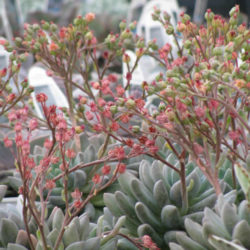 Echeveria tolimanensis