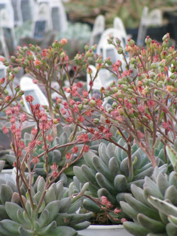 Echeveria tolimanensis