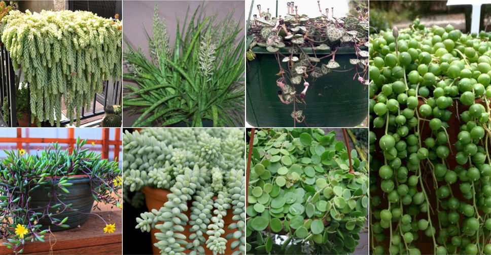 types of hanging plants