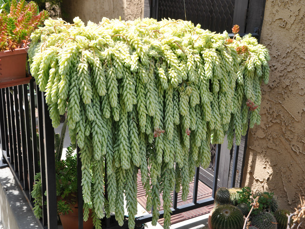 Hanging Succulent Plants (Sedum morganianum)