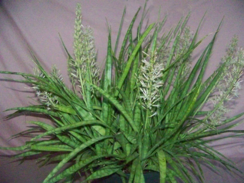 Hanging Succulent Plants (Sanservieria parva)