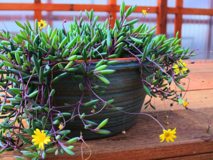 common hanging plants