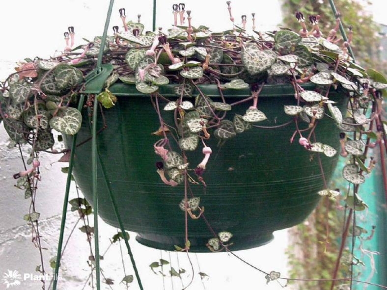 Hanging Succulent Plants (Ceropegia linearis subsp. woodii)