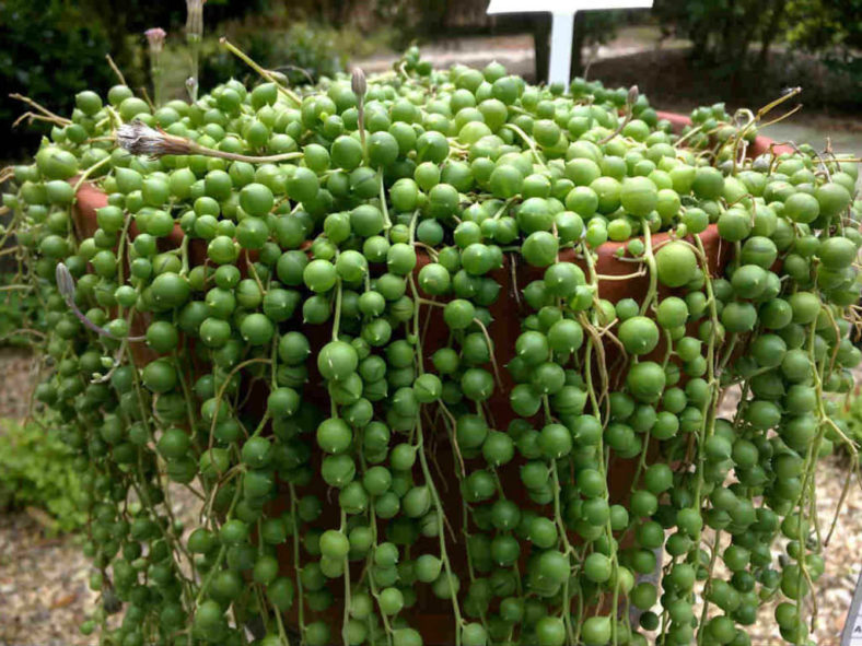 Hanging Succulent Plants (Curio rowleyanus)