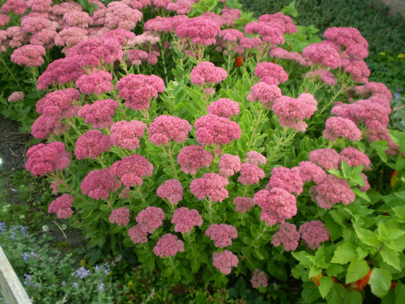 Hylotelephium spectabile 'Brilliant' (Brilliant Stonecrop) aka Sedum spectabile 'Brilliant'